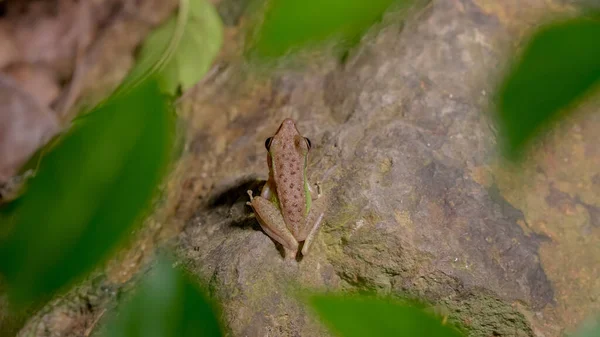 東南アジアの白い唇形のカエル マレーシアの白い唇形のカエル Genus ChalcoranaまたはChalcorana Libialis を閉じ 夜の熱帯雨林の岩の上に立っています Gunung Lambak Kluang — ストック写真