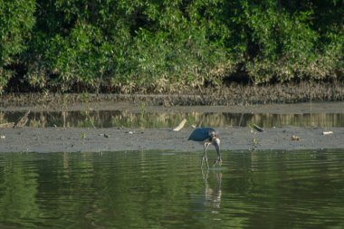 Küçük Yaveri Leylek BIrd (Leptoptilos javanicus) düşük gelgitli bataklık mangrov ormanı Parit Jawa, Malezya