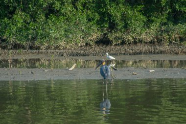 Küçük Yaveri Leylek BIrd (Leptoptilos javanicus) ve Küçük Akbalıkçıl (Egretta garzetta) denizin altında, bataklık mangrov ormanında, Parit Jawa, Malezya