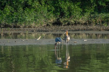 Küçük Yaveri Leylek BIrd (Leptoptilos javanicus) düşük gelgit çamurlu bataklık mangrov ormanında, Parit Jawa, Malezya