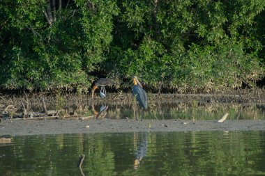 Küçük Yaveri Leylek BIrd (Leptoptilos javanicus) düşük gelgit çamurlu bataklık mangrov ormanında, Parit Jawa, Malezya