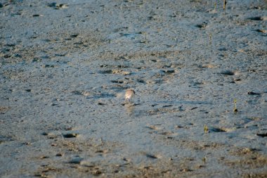 Daha Küçük Kum Aşkı (Charadrius mongolu