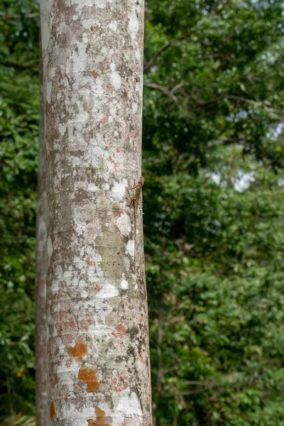 Orientalische Garteneidechse Südostasiatische Changeable Liazrd Calotes Versicolor Auf Baumstämmen Regenwald — Stockfoto