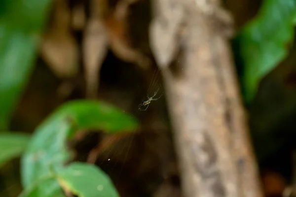 马来西亚柔佛Gunung Pulai的Orchard Spider Leucauge Venusta 在网上挂着模糊的树干和热带雨林的树叶背景 — 图库照片