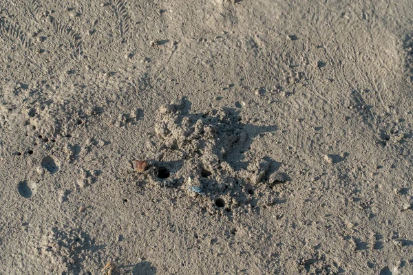 Geisterkrabbe Und Geisterkrabbe Auf Dem Schlammigen Mangrovenwald Flussufer Bei Parit — Stockfoto