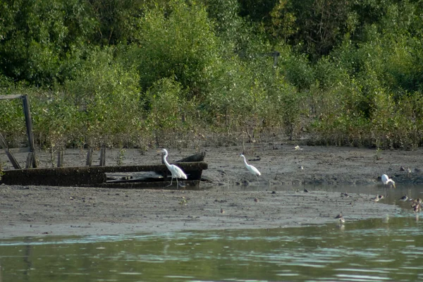 Three Great Egret Ardea Alba Also Known Common Egret Large — Stock Photo, Image