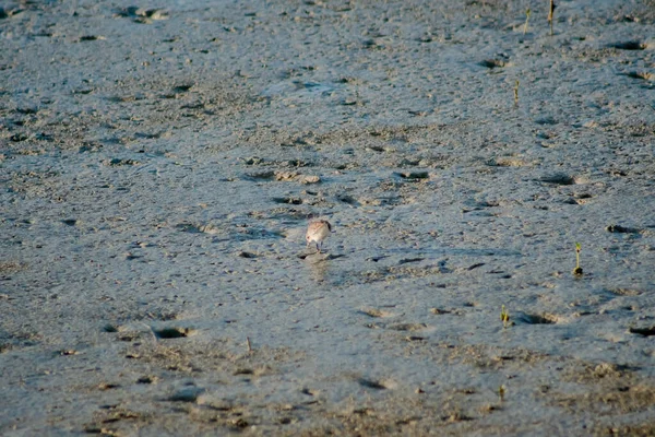 Менший Пісок Charadrius Mongolu — стокове фото