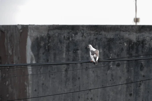 Uccello Bianco Piccione Piedi Sul Cavo Alimentazione Piccione Appollaiato Sul — Foto Stock