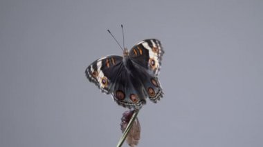 Kelebeği (Blue Pansy), krizalitten veya pupadan çıktıktan sonra bir dalın üzerine kapatır. Makro görüntüler.