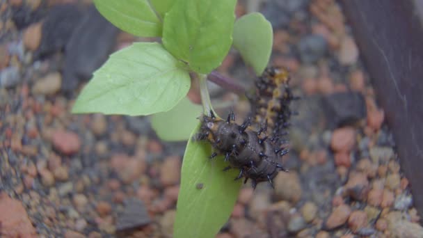 Lagarta Blue Pansy Licença Verde Macro Filmagem Larva Borboleta Folha — Vídeo de Stock