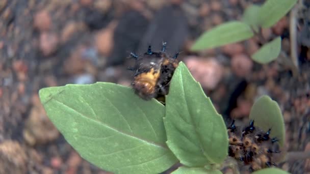 緑の葉で動くキャタピラー ブルーパンジー 葉に蝶の幼虫のマクロ映像 — ストック動画