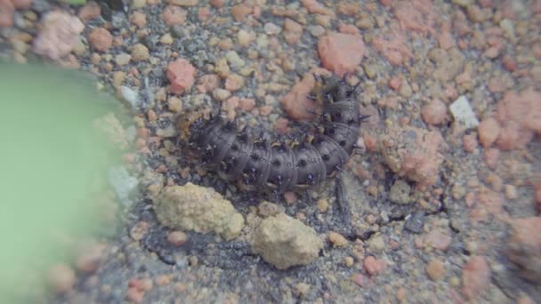 砂の中を歩く冬虫夏草 ブルーパンジー蝶 を閉じます 地面を歩く蝶の幼虫のマクロ映像 — ストック動画