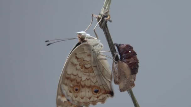 Kelebeği Blue Pansy Krizalitten Veya Pupadan Çıktıktan Sonra Bir Dalın — Stok video