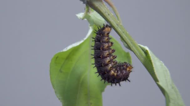 ブルーパンジーキャタピラーはすでに繭 または菊に入っています 毛虫のタイムラプス撮影は変態を受ける — ストック動画