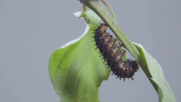 Blue Pansy Caterpillar Redo Att Kokong Puppa Eller Puppa Makroskott — Stockvideo