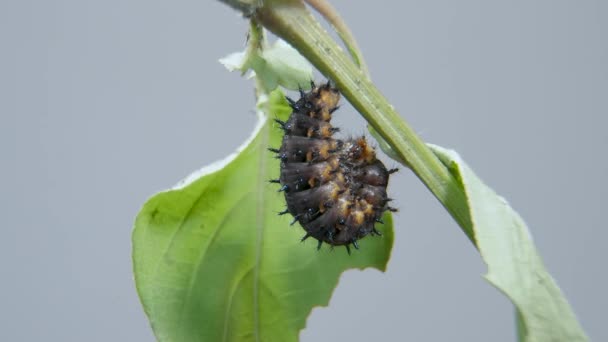 Blue Pansy Caterpillar Prêt Entrer Dans Cocon Pupe Chrysalide Plan — Video