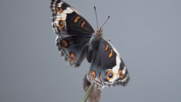 Fermer Papillon Blue Pansy Sur Une Branche Après Avoir Émergé — Video