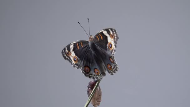 Fermer Papillon Blue Pansy Sur Une Branche Après Avoir Émergé — Video