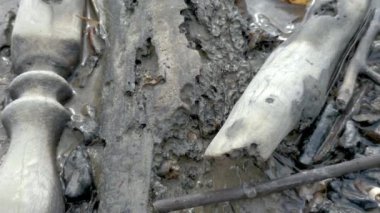 Low Tide 'daki çamurlu bataklık sahilinde yemek yiyen güzel bir çamur yengeci. Çamurlu bataklıkta sürünen küçük yengeç Pontian Rambah, Malezya.