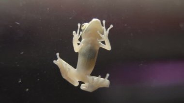 Yaygın Ağaç Kurbağası (Polypedates löcomystax) ayrıca dört çizgili ağaç kurbağası, altın ağaç ya da çizgili ağaç kurbağası olarak da bilinir..