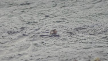 Güneydoğu Asya Malezya 'da çamurlu bataklık kıyılarında sürünen keşiş yengeci.