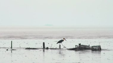 Küçük Yaveri Leylek Yiyecek ve Av Arıyor Ya da Çamurlu Bataklık Sahilinde Ölü Balık Avlıyor