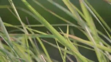 Doğal çayır çimleri rüzgâr esintisiyle yavaşça savruluyordu. Güzel yeşil sallanan çimen alanı rahatlatıcı ve romantiktir. Rüzgâr esintisi boyunca sallanıyor. Yakın çekim.