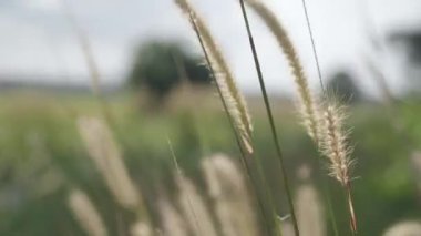 Kapatın buğday, çavdar kulakları, otlar ve bitkiler rüzgarda savruluyor.