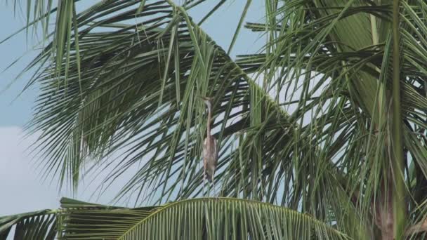 ココナッツの葉の上に立つ紫色のヘロンと飛び去る — ストック動画