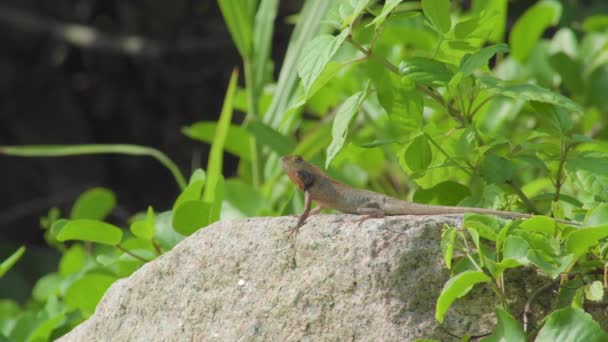森の中の石の上に変更可能なトカゲや東洋の庭のトカゲの野生側のビュー — ストック動画