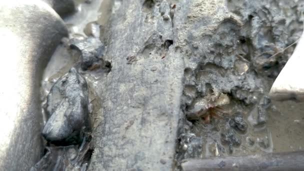 Belle Boue Crabe Manger Nourriture Dans Plage Marécageuse Marée Basse — Video