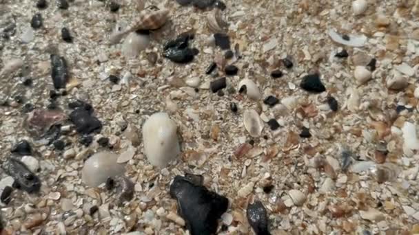 Закрывают Снимают Камеру Ракушки Разбитые Снаряды Пляже — стоковое видео