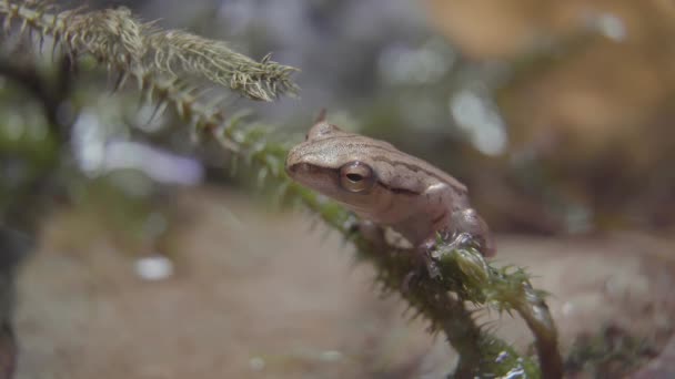 Yaygın Ağaç Kurbağası Polypedates Löcomystax Ayrıca Dört Çizgili Ağaç Kurbağası — Stok video