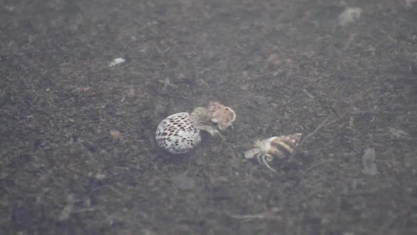 Krab Poustevník Plazit Bojovat Pod Vodou Spolu Pláži — Stock video