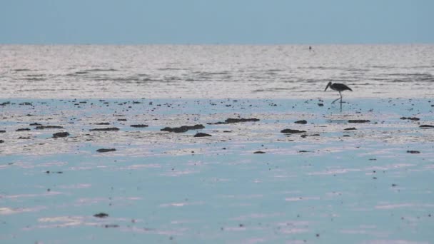 野生生物の少ない調整者マレーシアの干潮湿地泥沼のビーチで鳥の散歩や餌を見つける — ストック動画