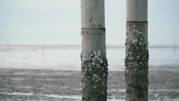 Wyspa Ostryg Filarze Niskim Przypływem Błotniste Bagno Morze Ocean Tło — Wideo stockowe