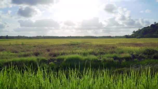 Paddy Campo Riso Time Lapse Serata Nuvole Rapido Movimento Sul — Video Stock