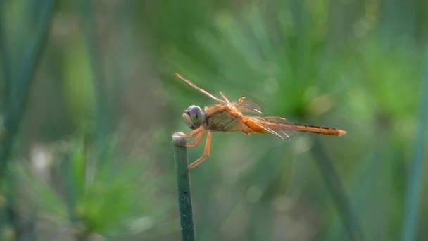 Makro Nahaufnahme Orangefarbener Libellenstab Oder Zum Ausruhen Auf Einem Ast — Stockvideo