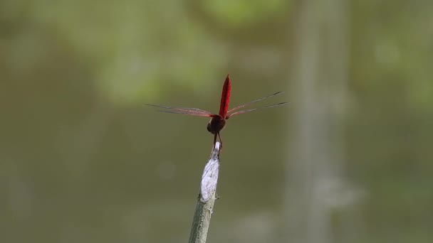 Purple Red Dragonfly Crimson Dropwing Στέκεται Ένα Κλαδί Ουρά Για — Αρχείο Βίντεο