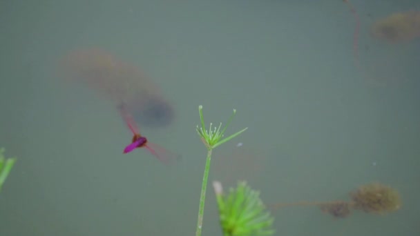 Makro Nahaufnahme Rote Libelle Stand Auf Wassergras — Stockvideo