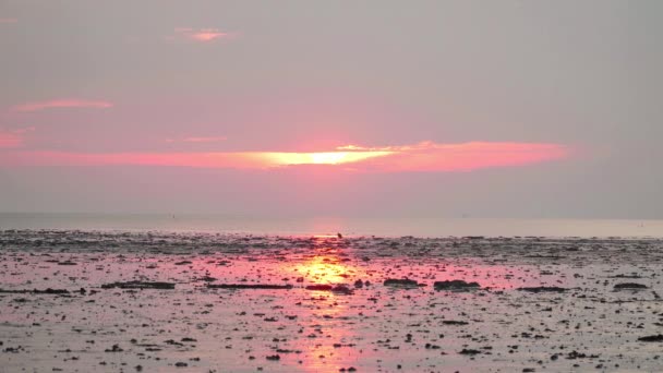 Silhouette Kleine Adjutant Ooievaar Wandelend Laagwater Modderig Moeras Wetland Strand — Stockvideo