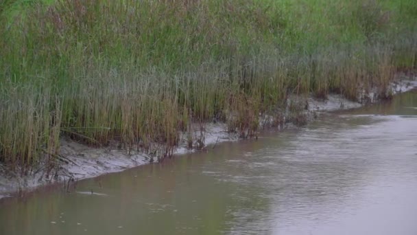 Vysoká Tráva Řeky Divoké Houštiny Odleskem Říční Vodě Letního Večera — Stock video