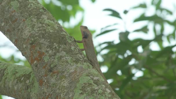 Wilde Wandeleidechse Oder Orientalische Garteneidechse Auf Baum Mit Ameisen — Stockvideo