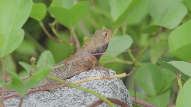 Wilde Dieren Veranderlijke Hagedis Oosterse Tuin Hagedis Kijken Rond Staande — Stockvideo