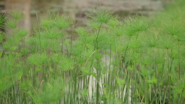 Cámara Cacerola Planta Hierba Agua Acuática Orilla Del Lago Johor — Vídeos de Stock