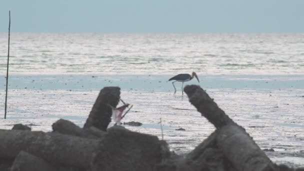 Vida Selvagem Menor Ajudante Cegonha Pássaro Andando Alimentando Maré Baixa — Vídeo de Stock