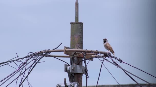 Sparrow Bird Chirping Electricity Cable Tower — Vídeo de Stock