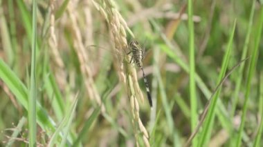 Bir yusufçuk tezgahını buğday çimlerine ya da çeltik tarlasına kapatın.