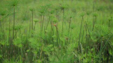 Yusufçuk etrafta uçuyor ve çimlerin üzerinde duruyor.