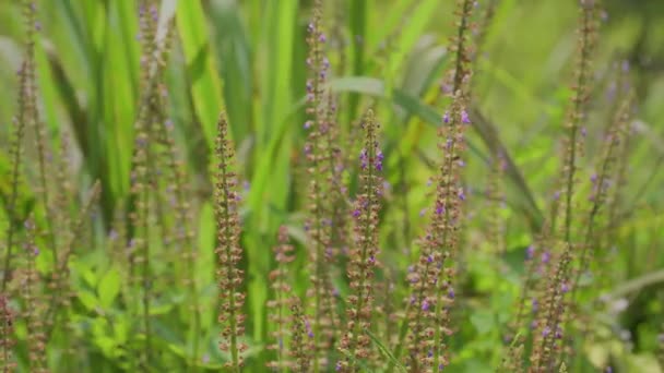 Bellissimi Fiori Lupino Viola Con Foglie Verdi Ondeggianti Nella Brezza — Video Stock